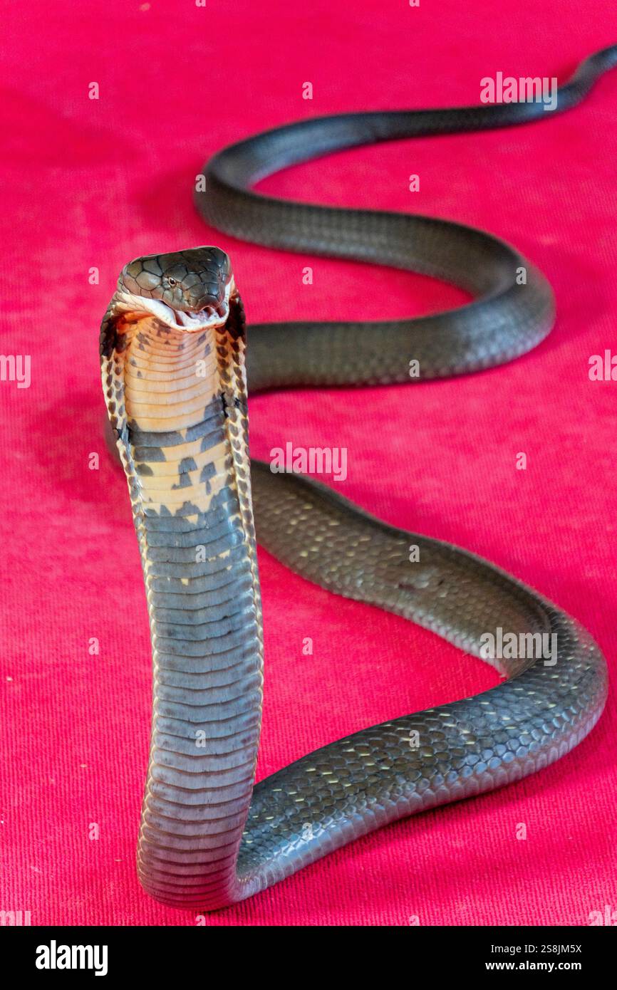 Eine Königskobra in Bangkok Thailand Stockfoto