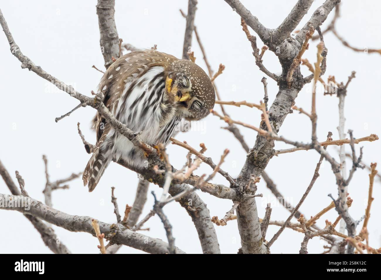 Puriing Pygmy Ewl Stockfoto