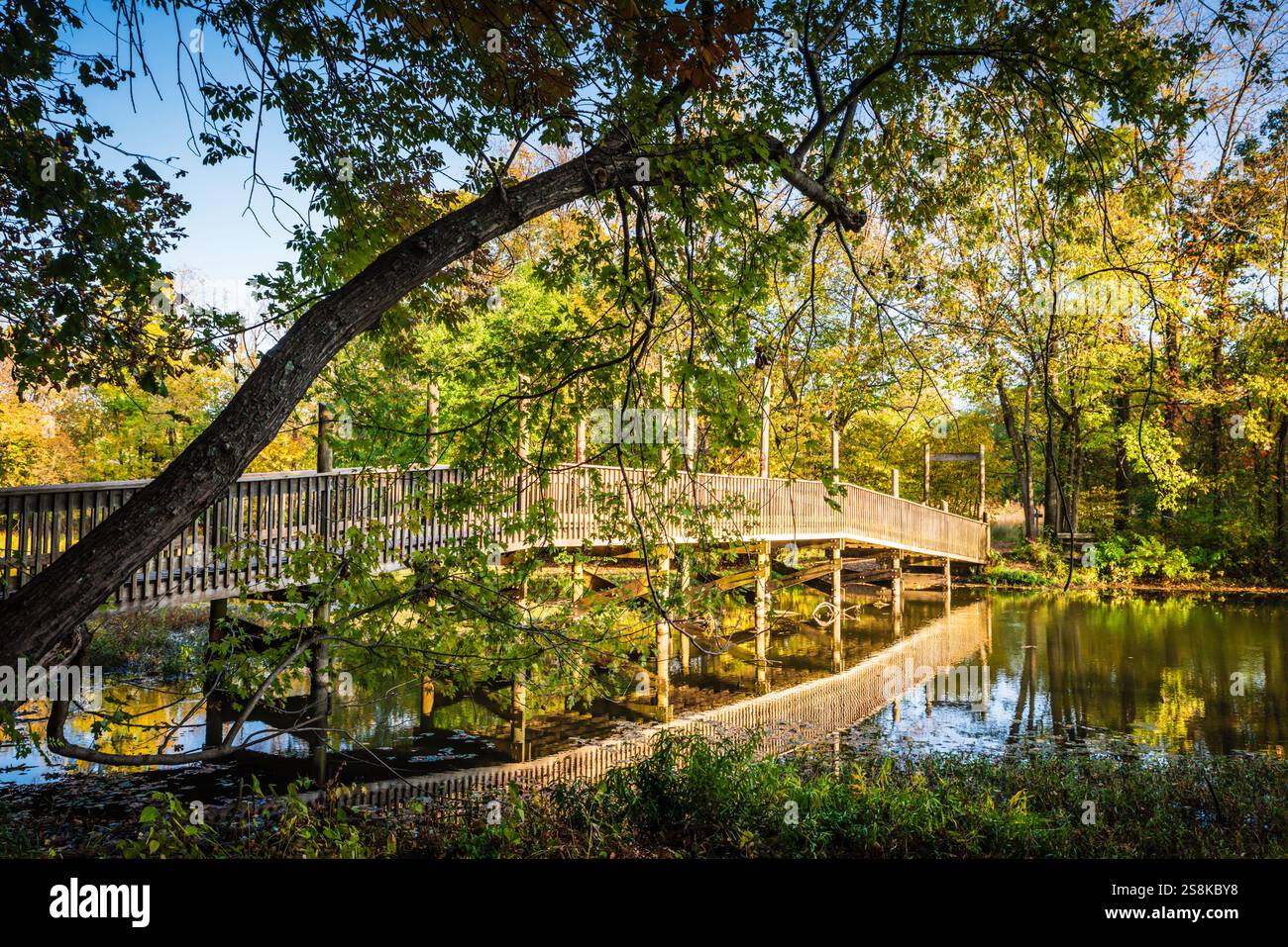 Springfield, MO USA - 10. Oktober 2020: Der Boardwalk Trail im Springfield Conservation Nature Center ist eine 2,1-minütige Rundfahrt durch den Wald. Stockfoto