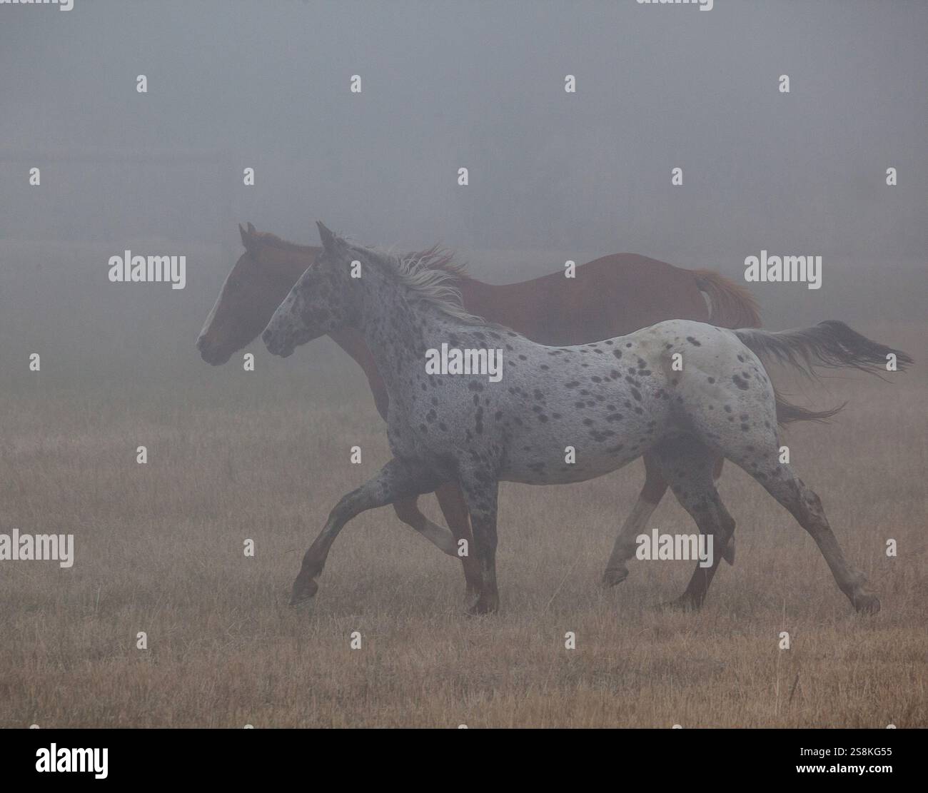 Pferde im Nebel Stockfoto