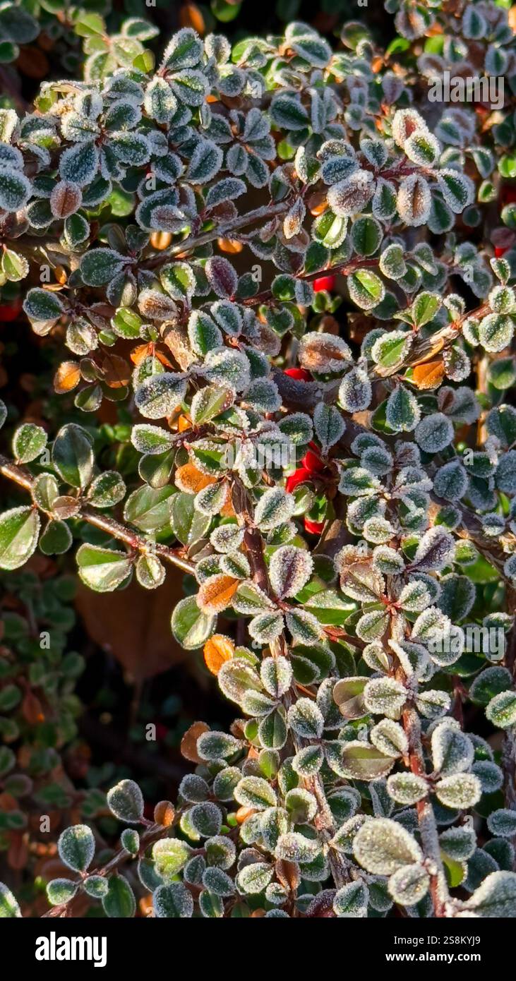 Blick auf die grünen Blätter von Cotoneaster horizontalis bedeckt mit Eiskristallen Stockfoto