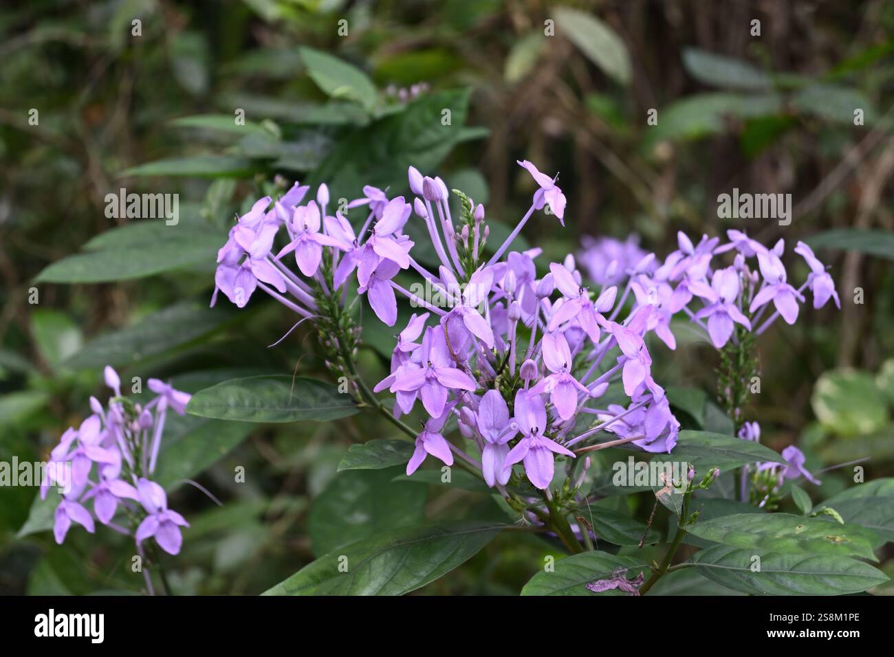 Im Garten blüht ein Blütenbündel von Pseuderanthemum grandiflorum, der in blassvioletter Farbe ist Stockfoto
