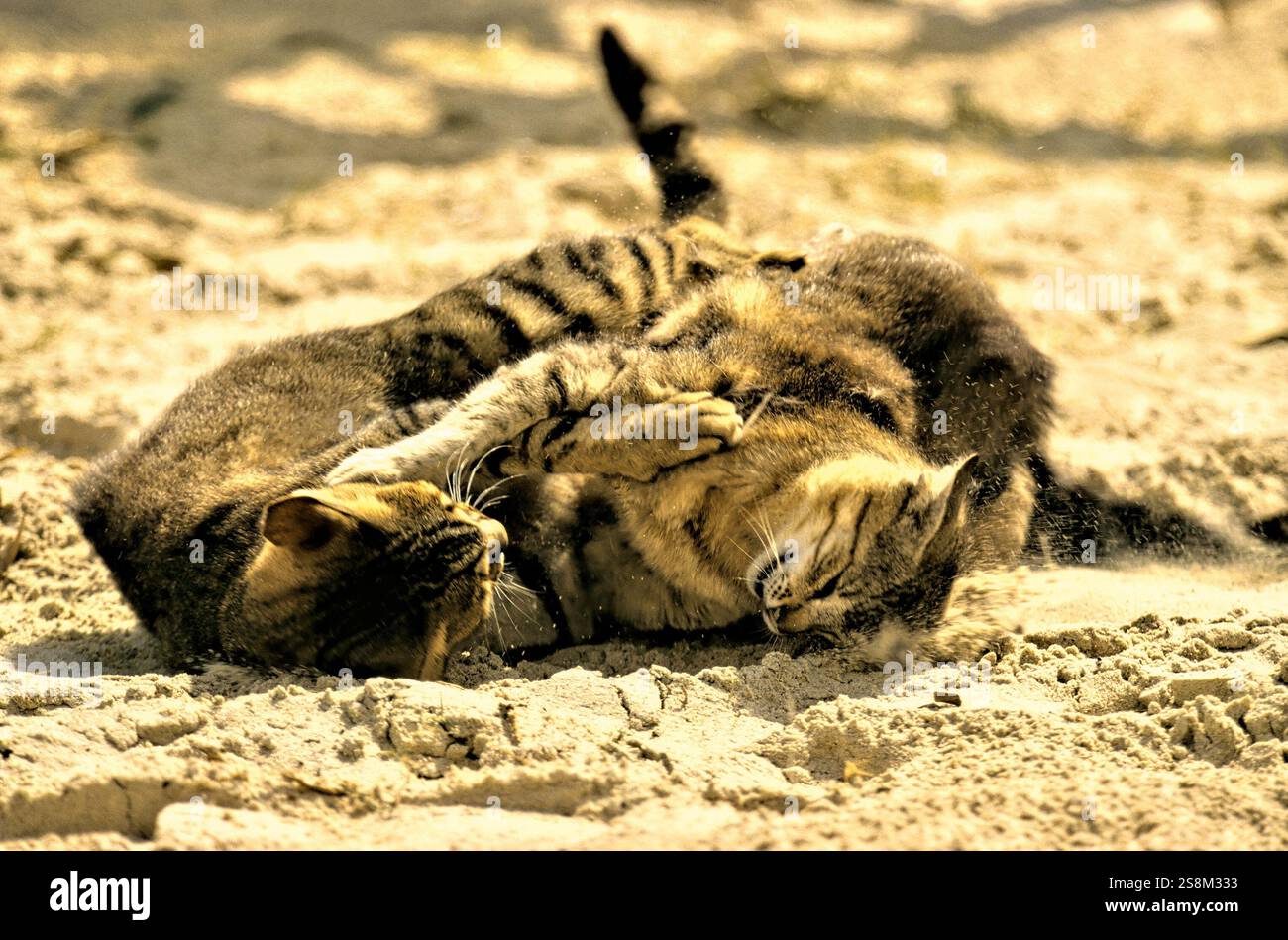 Hauskatzen kämpfen Stockfoto