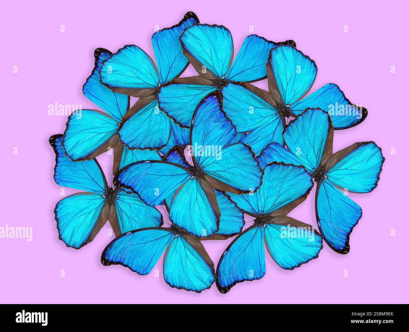 Morpho godartii Schmetterlingskomposition auf rosa Hintergrund Stockfoto