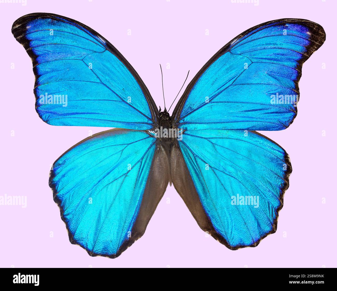 Morpho godartii Schmetterling isoliert auf rosa Hintergrund Stockfoto