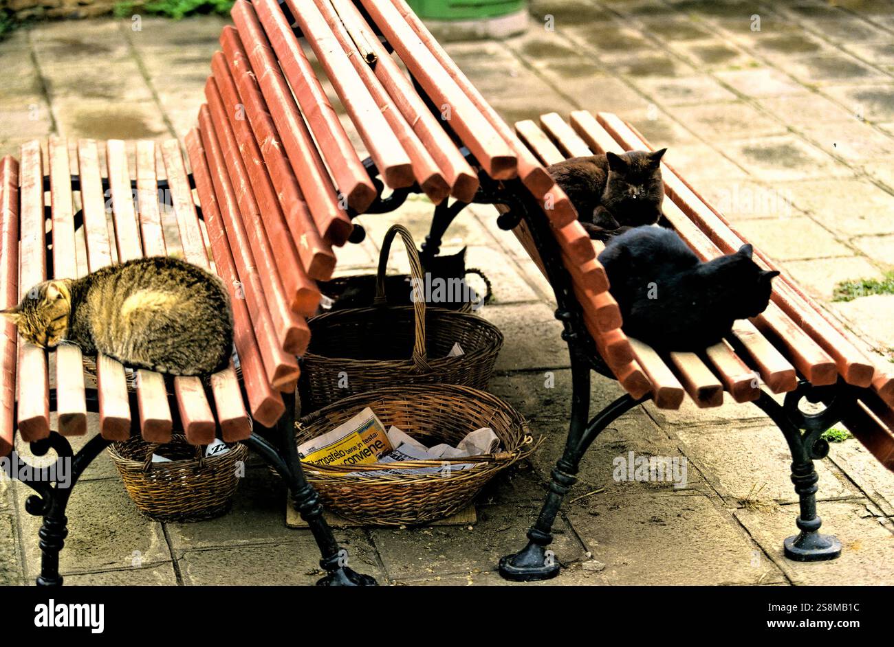 Katzen schlafen auf einer Holzbank, Venedig, Italien Stockfoto