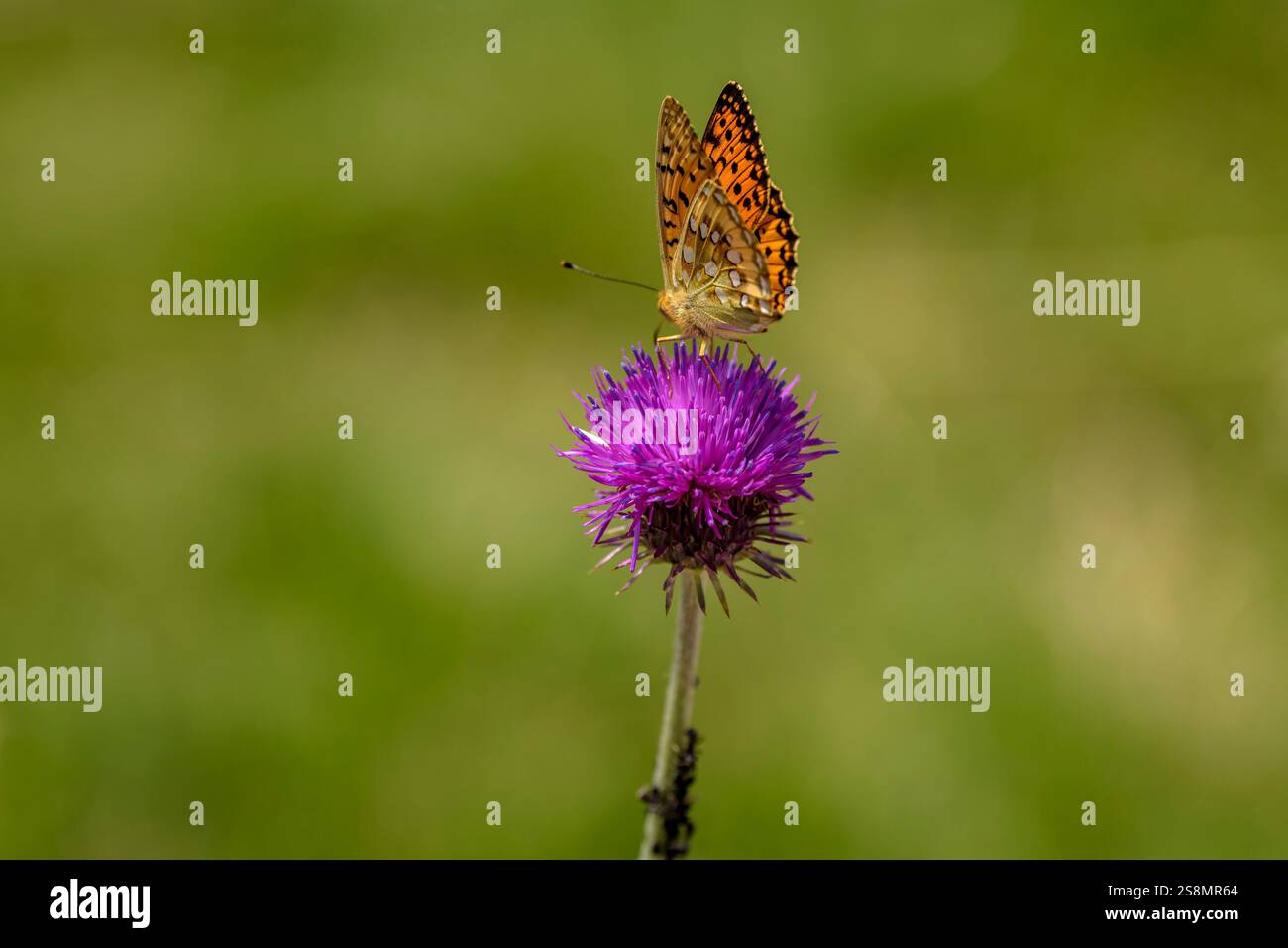 Ein Schmetterling auf einer Distel neben der Schutzhütte Ventosa i Calvell im Nationalpark Aigüestortes i Estany de Sant Maurici (Lleida, Katalonien, Spanien) Stockfoto