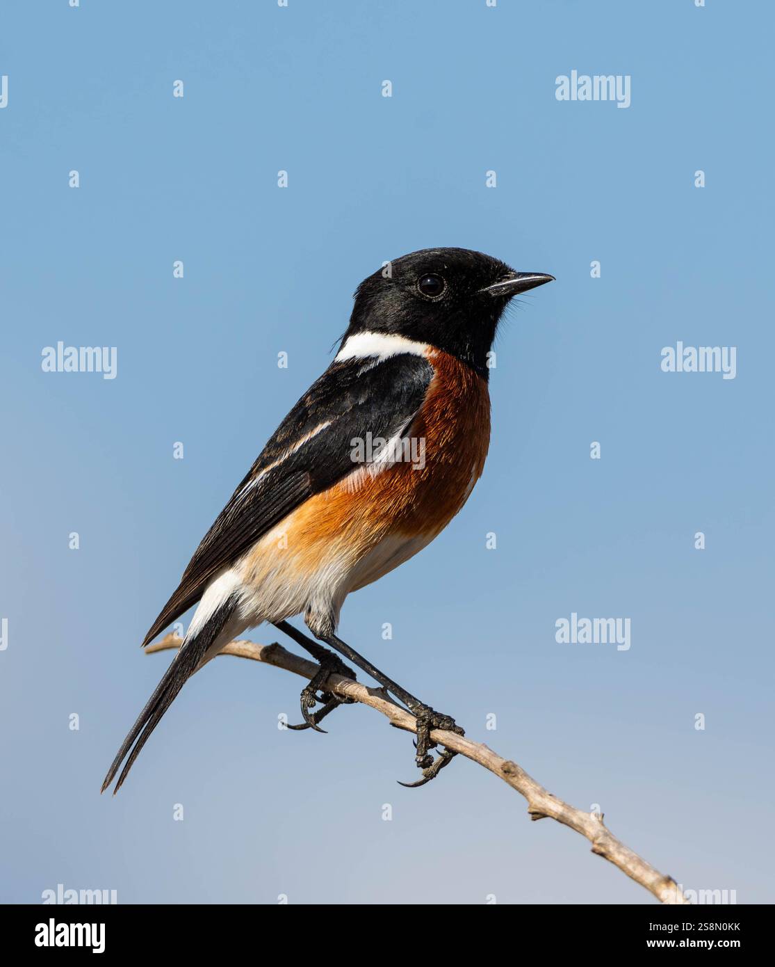 Ein afrikanischer Stonechat auf einem Zweig in der südafrikanischen Savanne Stockfoto