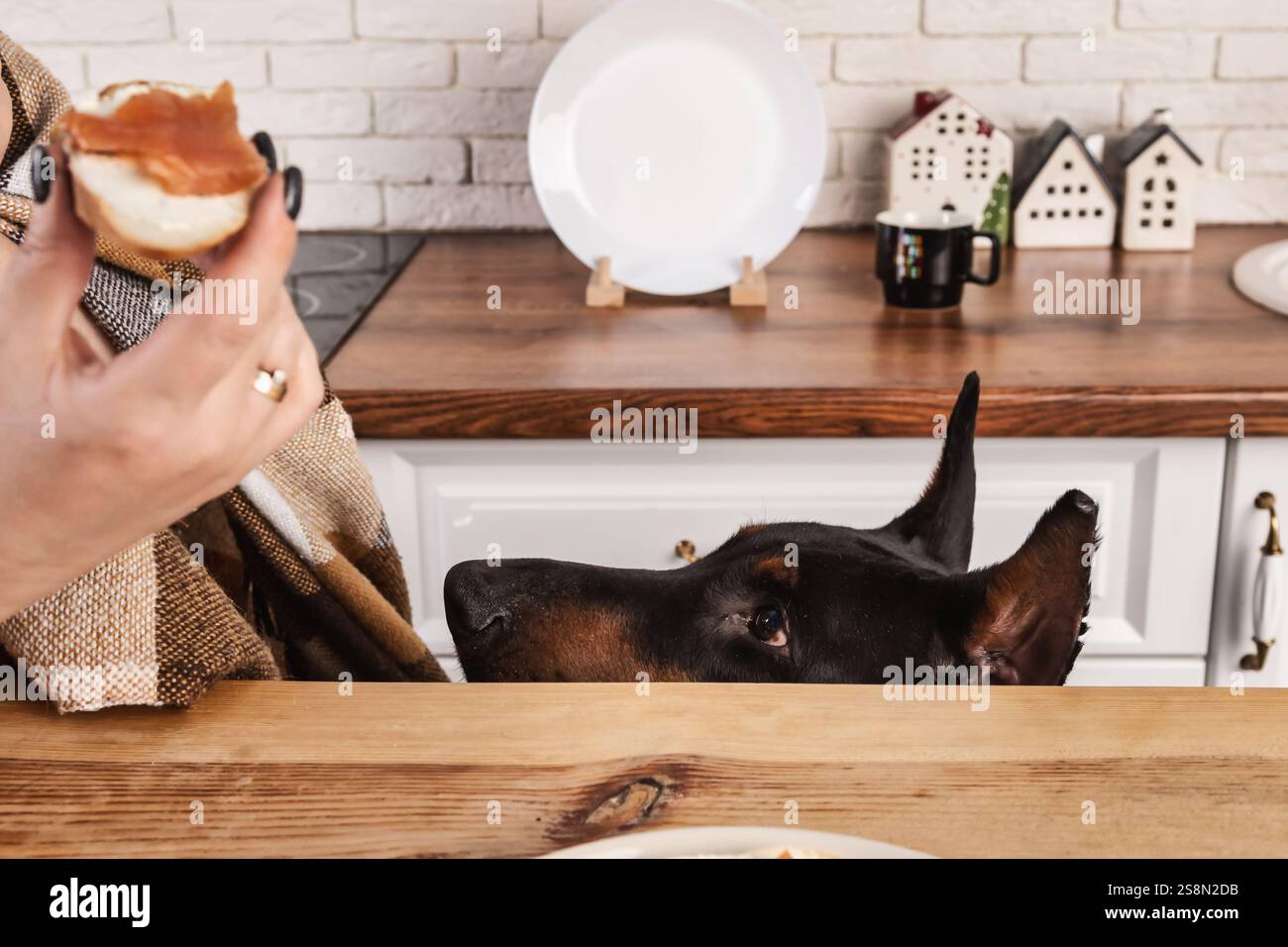 Ein schwarzer Hund mit einem glänzenden Mantel sitzt neben einer Frau in einer Tweedjacke, beide von einem Gebäck auf dem Tisch verzaubert. Die moderne Küche verfügt über eine weiße Kabine Stockfoto Ein schwarzer Hund mit einem glänzenden Mantel sitzt neben einer Frau in einer Tweedjacke, beide von einem Gebäck auf dem Tisch verzaubert. Die moderne Küche verfügt über eine weiße Kabine Stockfoto