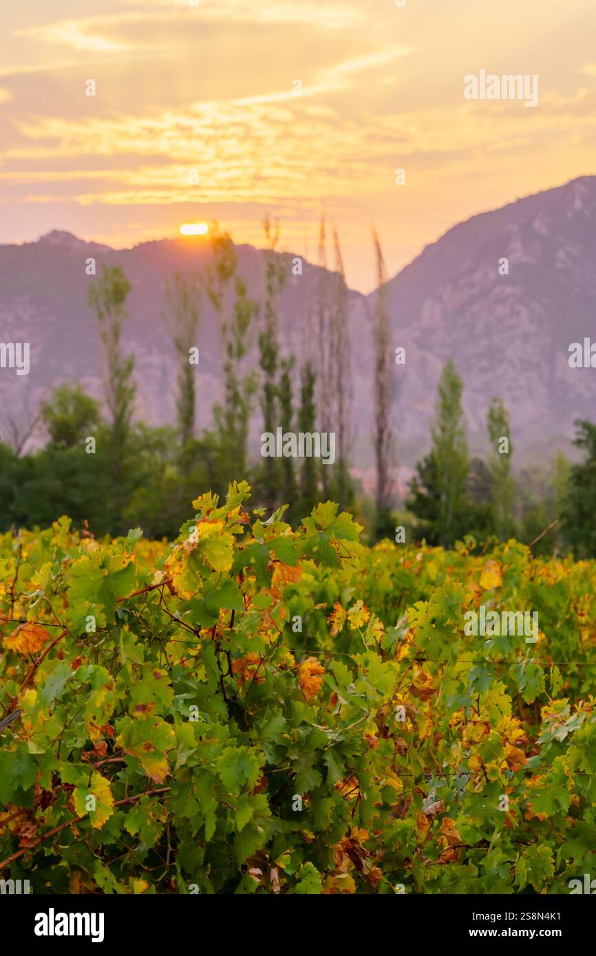 Blick auf die Weinberge und Berge bei Sonnenaufgang, in der Nähe von Demir Kapija, Nordmazedonien Stockfoto