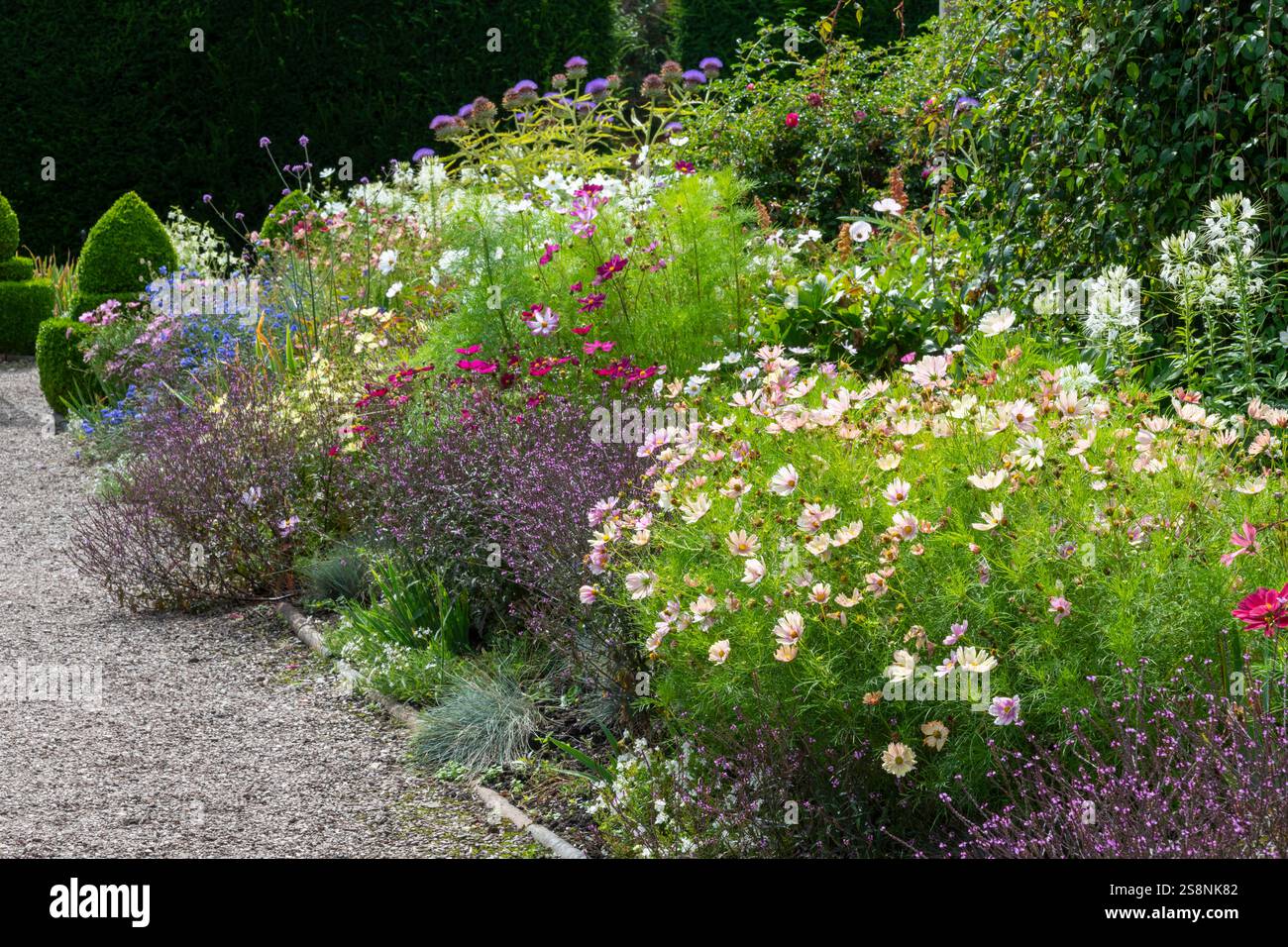 Spätsommer Blumenrand voller einjähriger und mehrjähriger Pflanzen, darunter Cosmos, Cleome und Verbene. Stockfoto