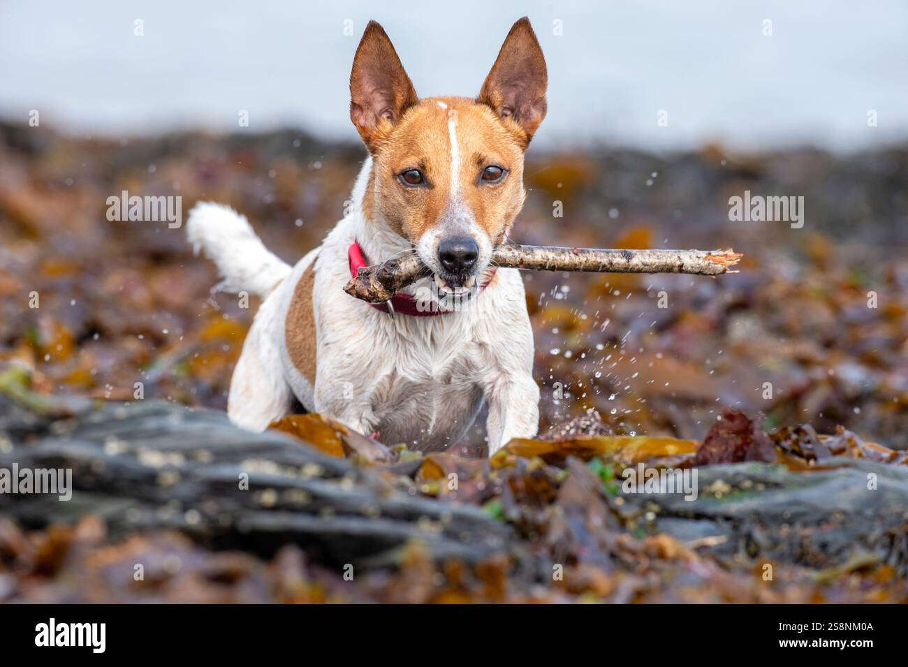 Hund (Jack Russel Terrier) spielt mit Stock am Meeresalgen bedeckten Strand Stockfoto