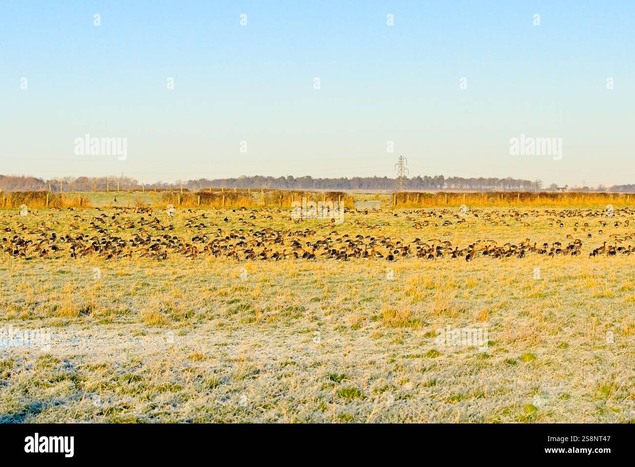 Eine Schar rosafarbener Fussgänse weidet auf einer schottischen frostbedeckten Graswiese Stockfoto
