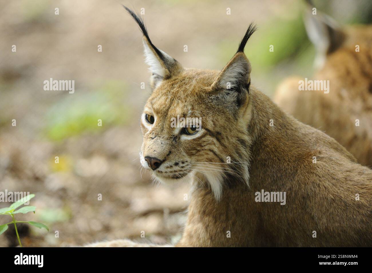 Nahaufnahme eines Luchses mit aufmerksamem Blick im Wald. Die markanten Ohren und das braune Fell sind deutlich sichtbar, Eurasischer Luchs (Lynx Luchs), Bayerischer F Stockfoto
