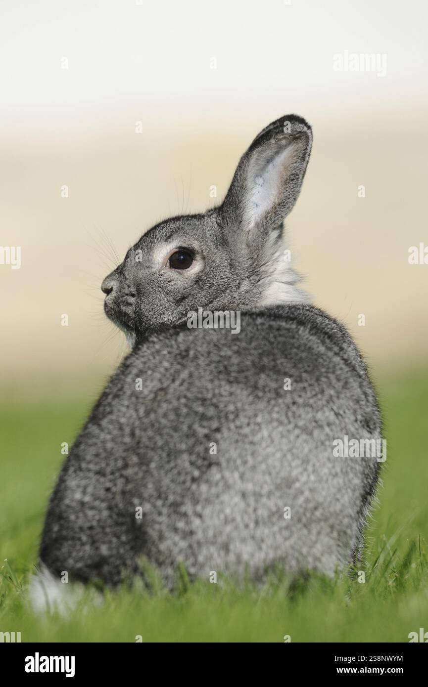 Grauhase, der auf einer grünen Wiese nach hinten blickt, Hauskaninchen (Oryctolagus cuniculus forma domestica), große Chinchilla, Bayern Stockfoto