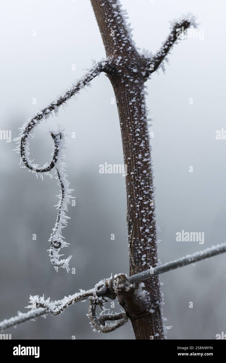 Gefrorene Weinrebe in einer kalten Winterlandschaft, reif, Rems-Tal, Baden-Württemberg, Deutschland, Europa Stockfoto
