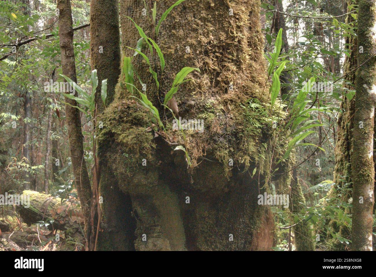 Sumpfgummi, Eucalyptus regnans Styx Valley, Tasmanien, Australien Stockfoto