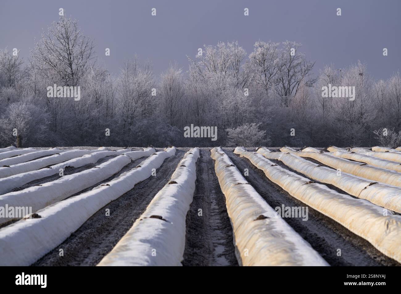 Weiße Folie verhindert violette und grüne Spargelköpfe, steuert Erntebeginn, Spargelfeld, Abendlicht, Schmidenfeld, Raureif, Raureif Stockfoto