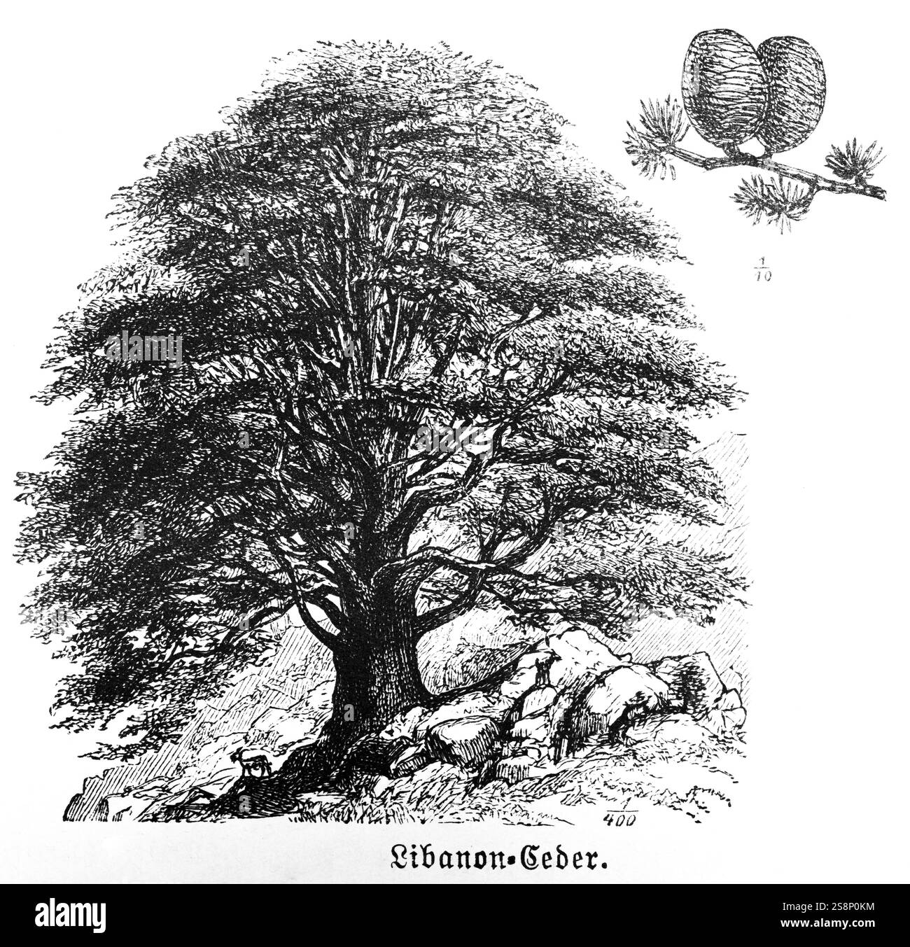 Libanonzeder (Cedrus libani) mit Blütenkegeln, Nadelbäumen (Coniferales), immergrüner Baum, Alter bis 1000 Jahre, steiniger Boden, Reisen durch Asien, in der Nähe Stockfoto