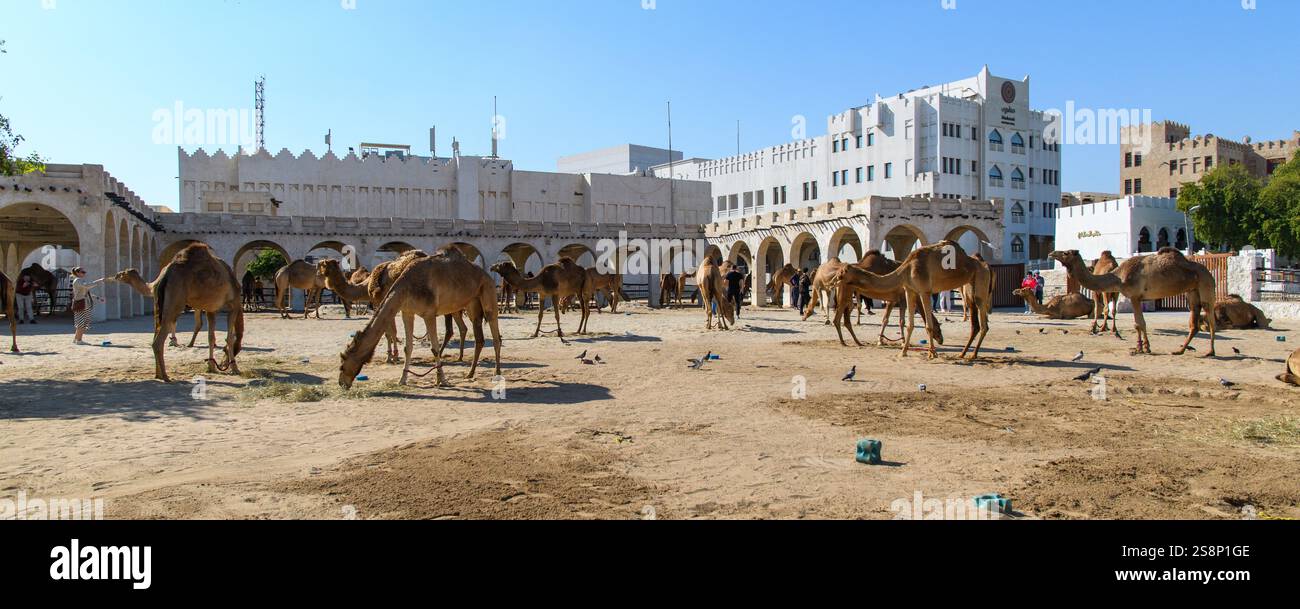 Doha, Katar - 4. Januar 2025: Königliche Kamele in einem Gehege in der Nähe von Souq Waqif. Stockfoto