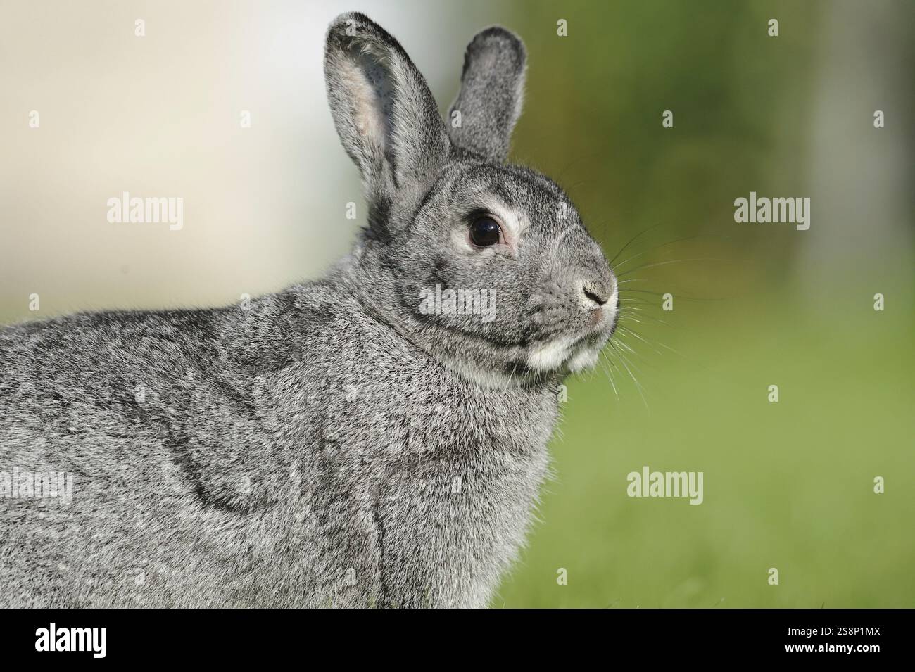 Grauhase im Seitenprofil auf grüner Wiese, Hauskaninchen (Oryctolagus cuniculus forma domestica), große Chinchilla, Bayern Stockfoto
