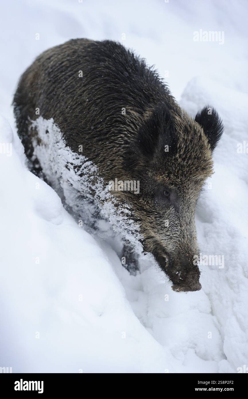 Wildschweine überqueren Tiefschnee, Winteratmosphäre, Wildschwein (Sus scrofa), Nationalpark Bayerischer Wald Stockfoto