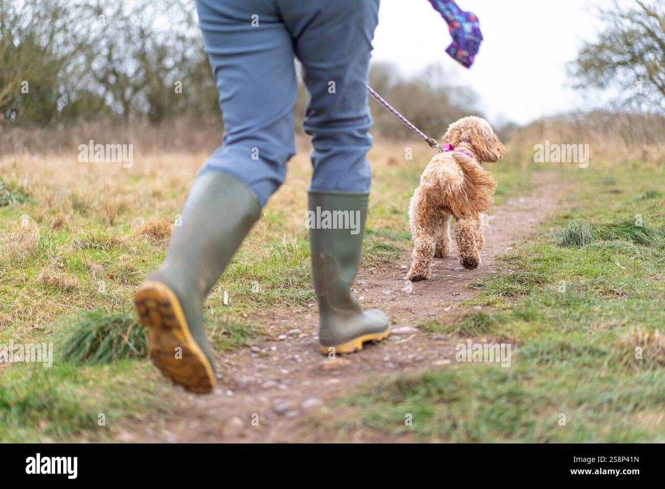 Rückansicht einer Frau von den Hüften nach unten, die grüne Gummistiefel trägt, die ihren Hahnenhund auf einer britischen Landstrecke führt. Stockfoto