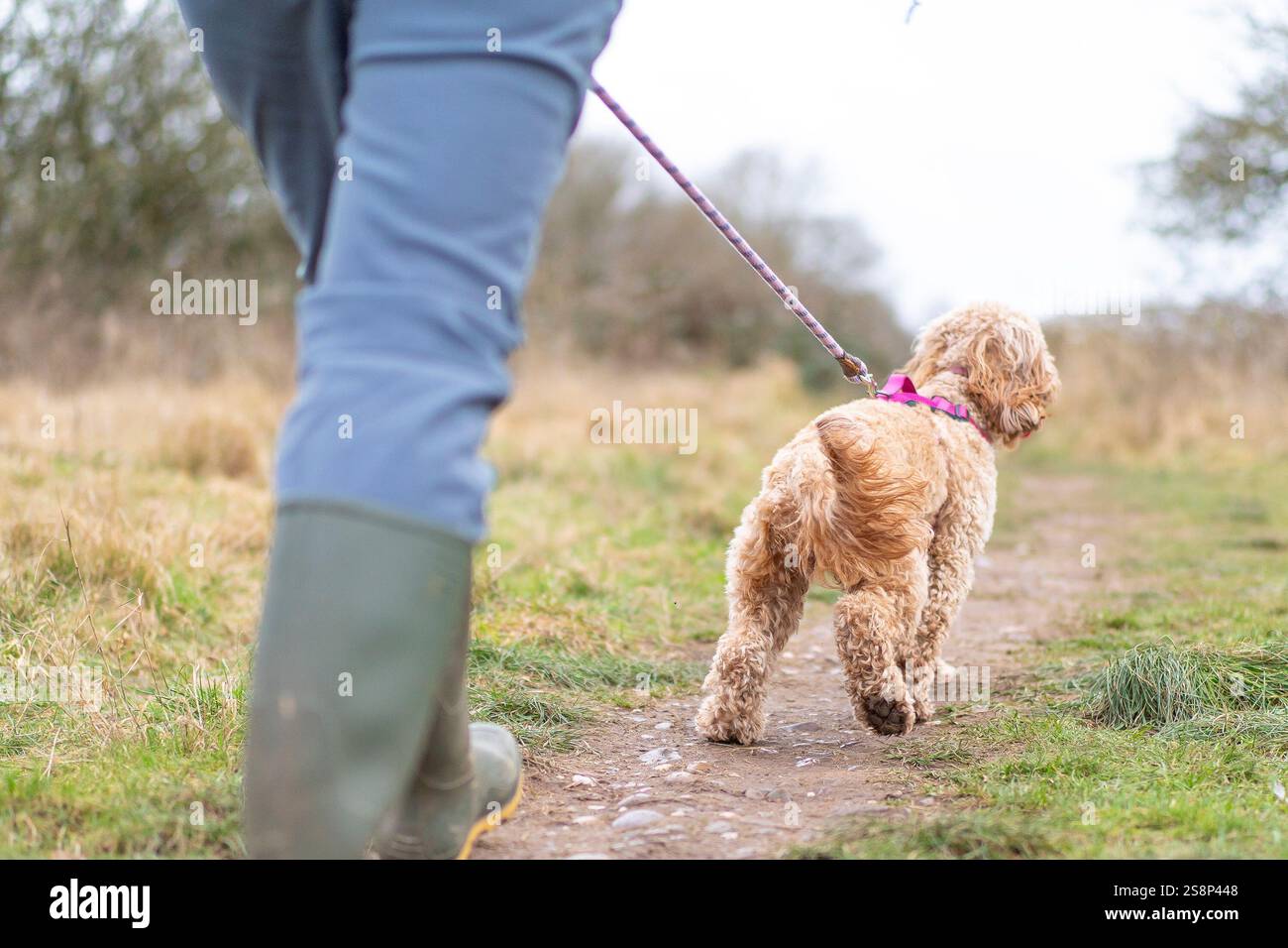 Rückansicht einer Frau von den Hüften abwärts, die grüne Gummistiefel trägt und im Winter ihren Hund auf einem Feldweg in der britischen Landschaft ausführt. Stockfoto