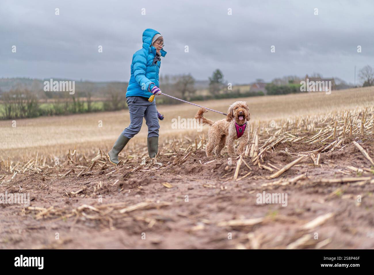 Frau mit Gummistiefeln, die ihren Hund über ein UK-Feld mit Stoppeln in windigen, winterlichen Bedingungen führt. Stockfoto