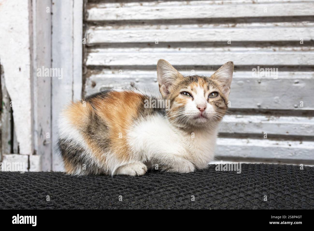 Ein Bild von Katzen aus Kairo Ägypten Stockfoto