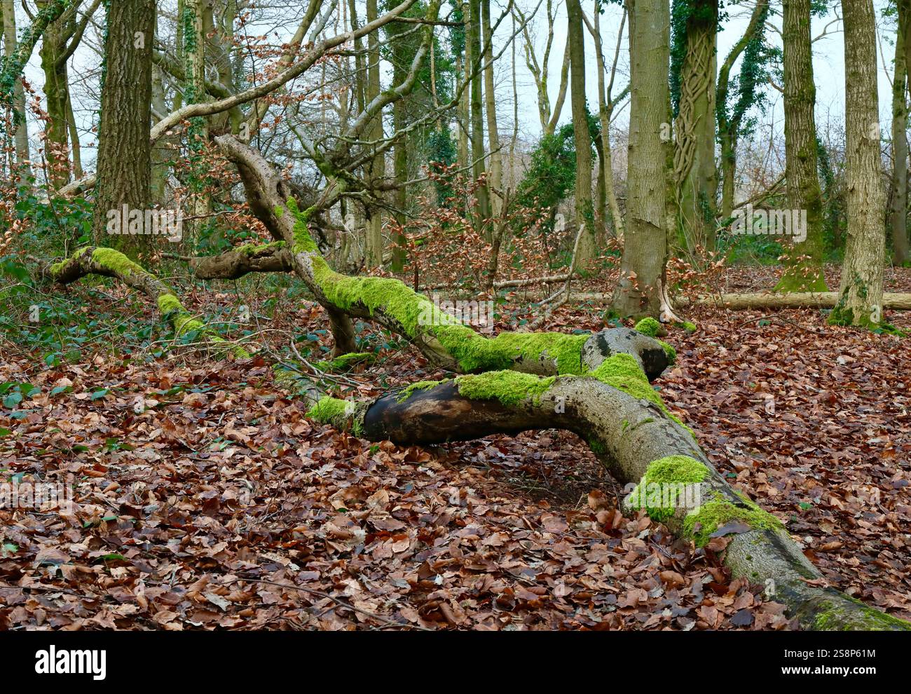 Gefallener Ast in Wald bedeckt mit Moos Stockfoto