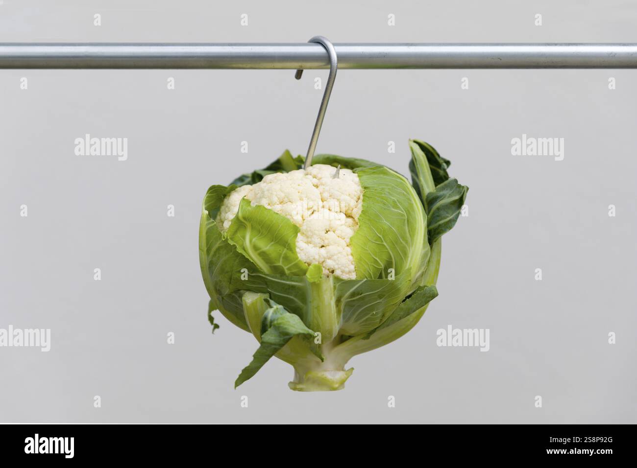 Gemüse voller Fleisch Stockfoto