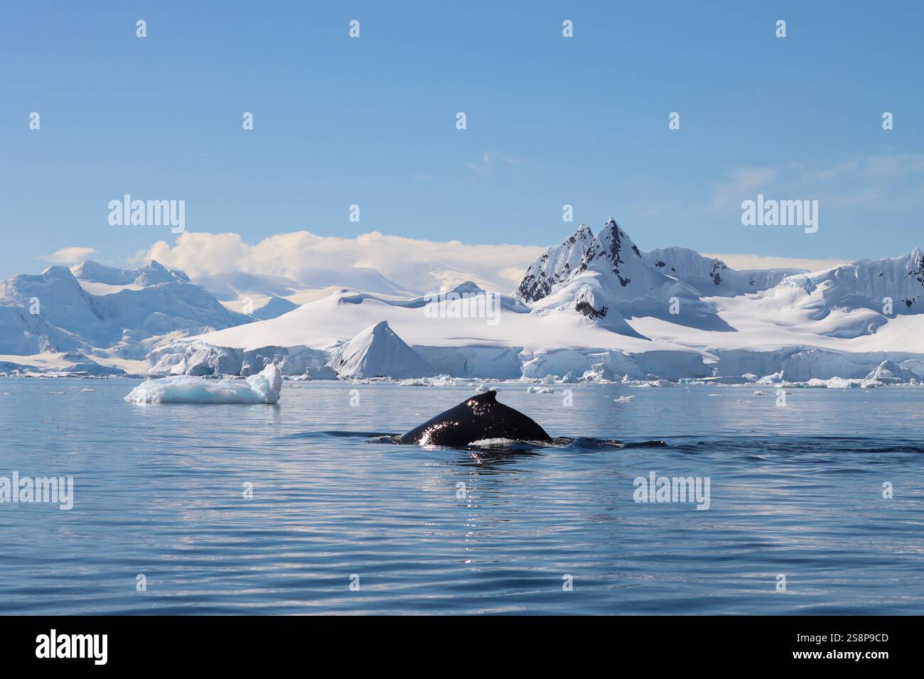 Buckelwale brechen in der Antarktis Stockfoto