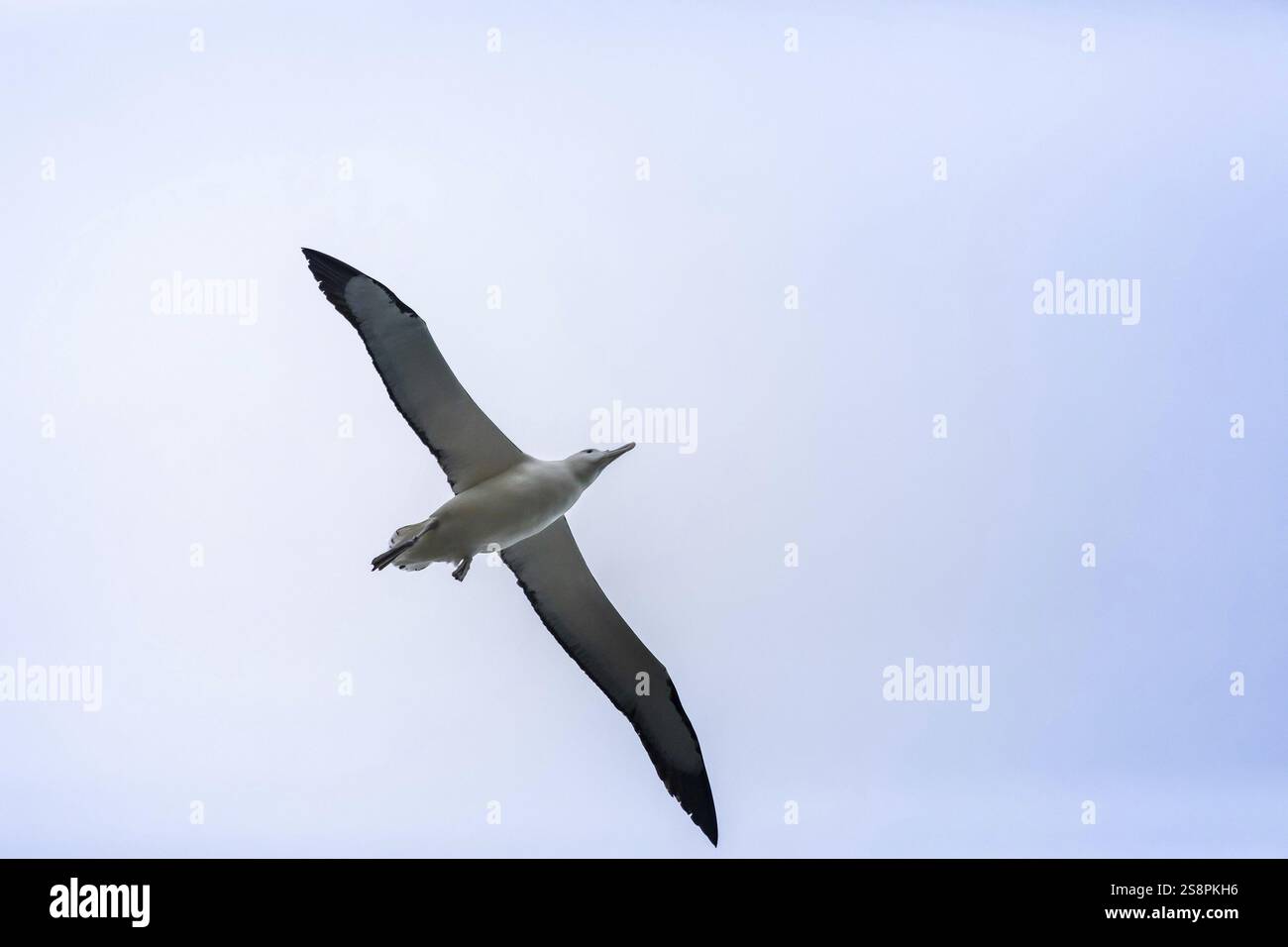 Ein Bild eines Albatros-Vogels am Himmel in Taiaroa Head Neuseeland Stockfoto Ein Bild eines Albatros-Vogels am Himmel in Taiaroa Head Neuseeland Stockfoto