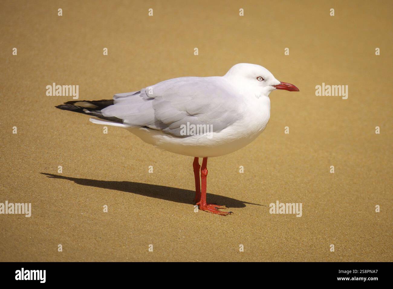Ein Bild einer wunderschönen Möwe am Sandstrand Stockfoto