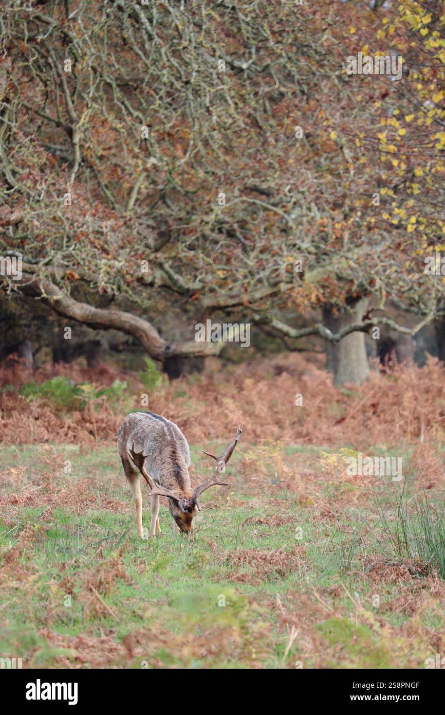 Damhirsch im Spätherbst, weidet in der ruhigen Landschaft von Richmond Park, England, Vereinigtes Königreich Stockfoto