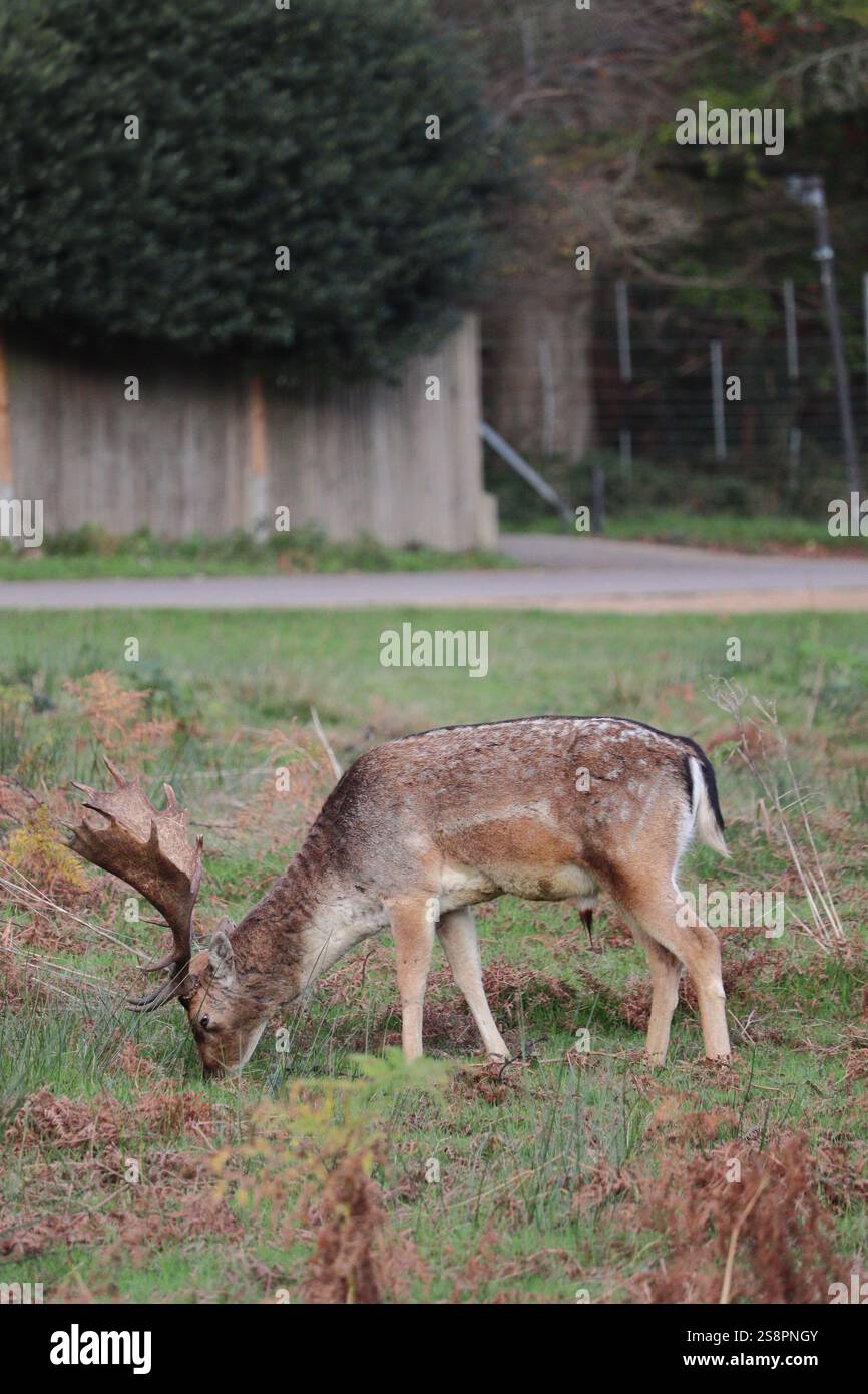 Damhirsch im Spätherbst, weidet in der ruhigen Landschaft von Richmond Park, England, Vereinigtes Königreich Stockfoto