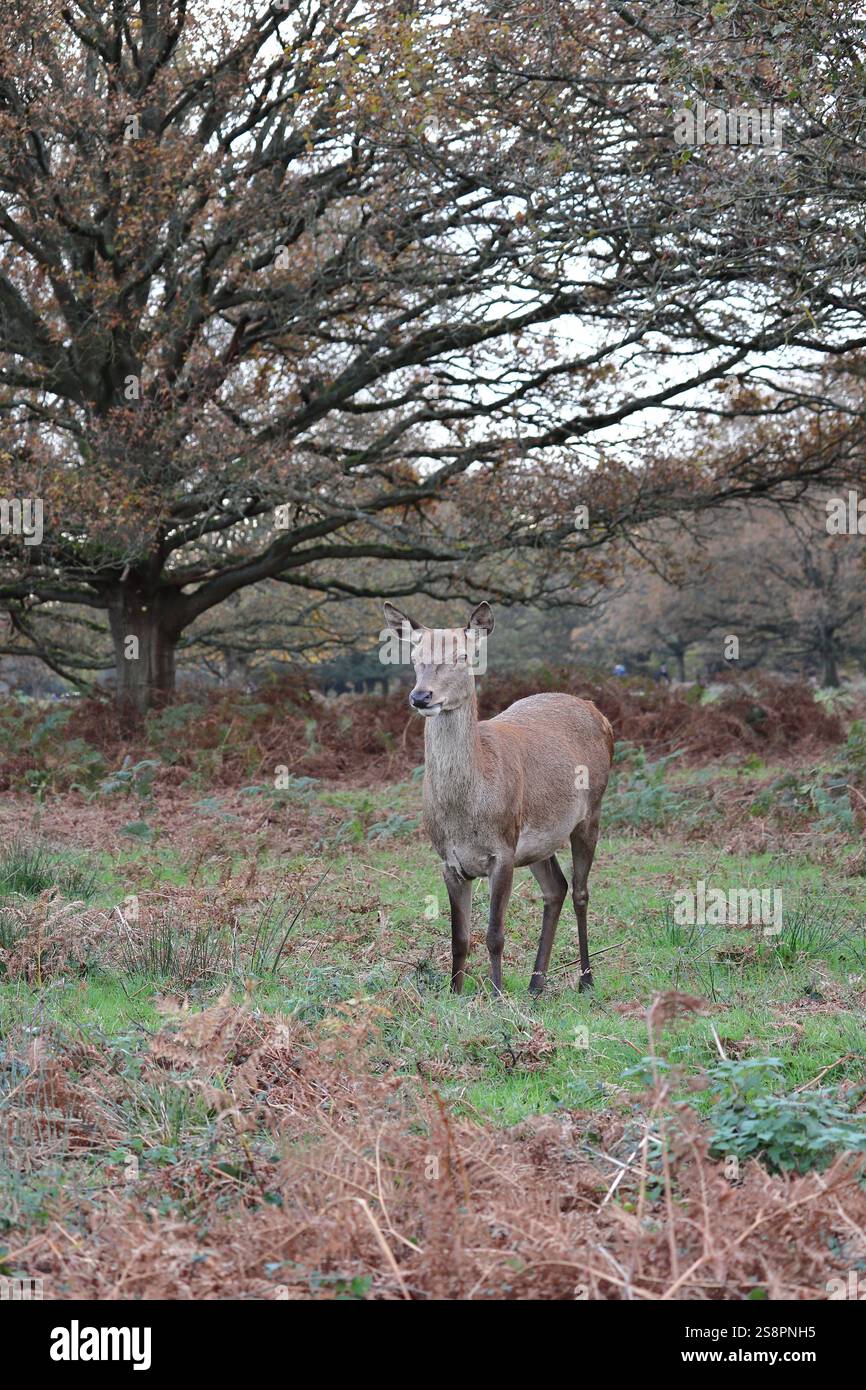 Rotwild im Spätherbst, weidet in der ruhigen Landschaft von Richmond Park, England, Vereinigtes Königreich Stockfoto