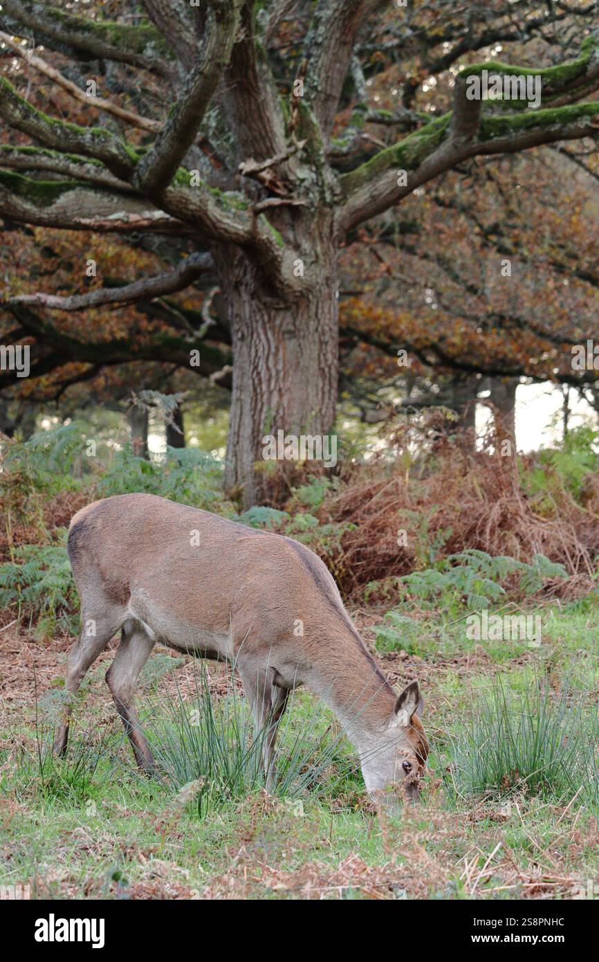 Rotwild im Spätherbst, weidet in der ruhigen Landschaft von Richmond Park, England, Vereinigtes Königreich Stockfoto