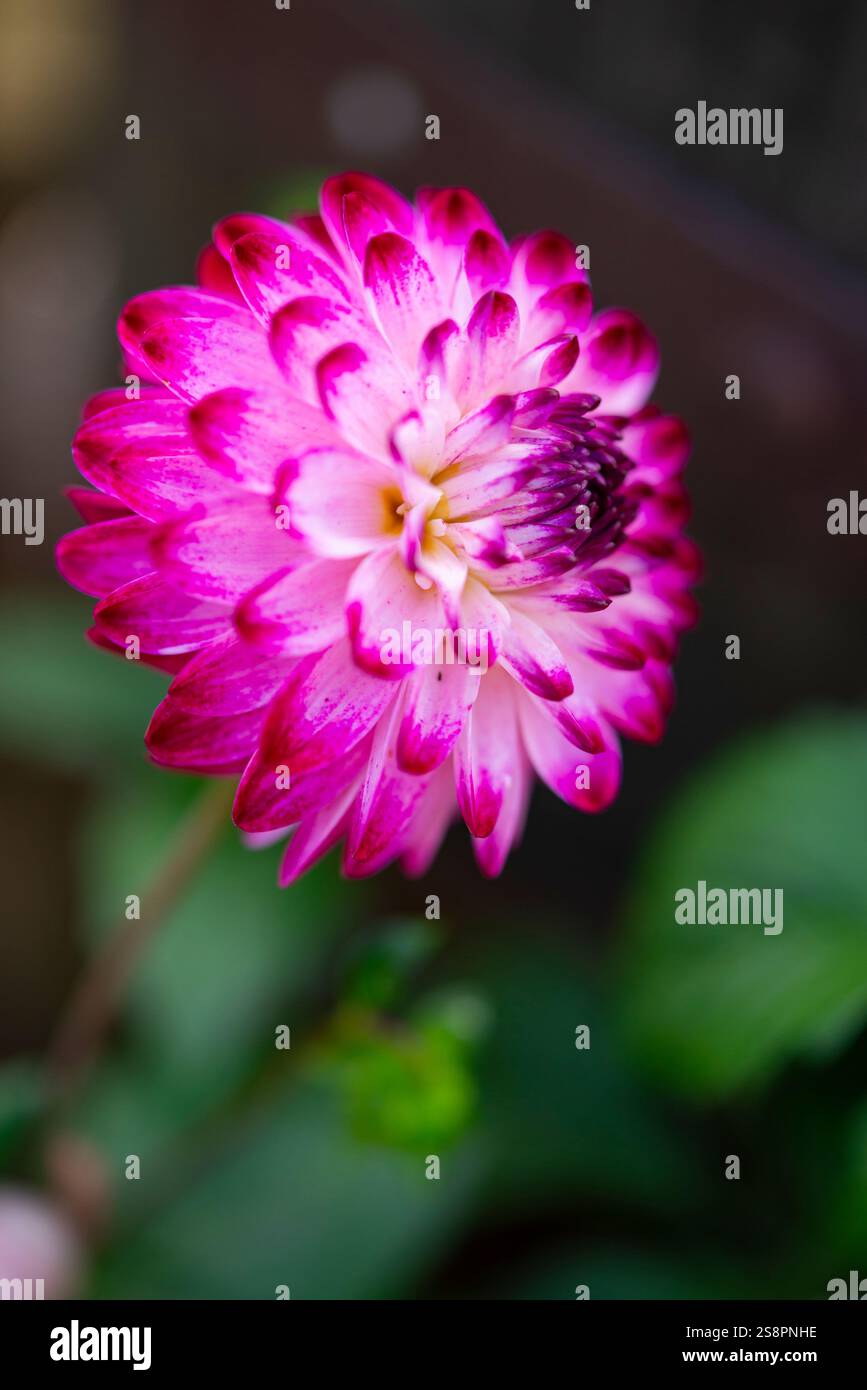 Dahlienblüte im Spätsommer mit doppelter violetter und weißer Sorte Stockfoto