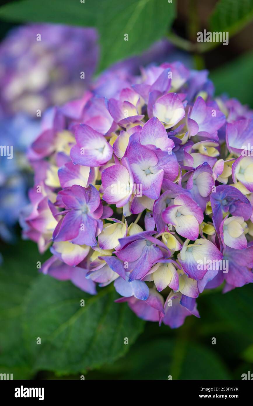 Hortensie 'Schwarze Johannisbeere Muffin' ein harter Sträucher mit großen lila Blumenköpfen Stockfoto