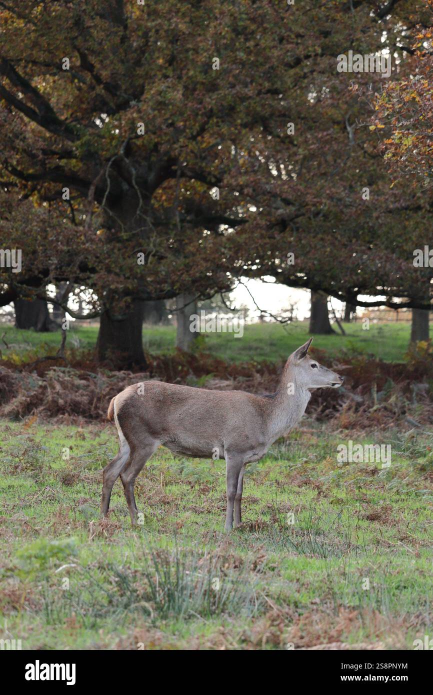 Rotwild im Spätherbst, weidet in der ruhigen Landschaft von Richmond Park, England, Vereinigtes Königreich Stockfoto