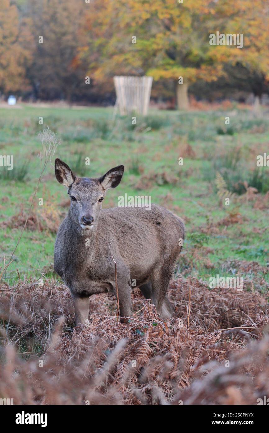 Rotwild im Spätherbst, weidet in der ruhigen Landschaft von Richmond Park, England, Vereinigtes Königreich Stockfoto