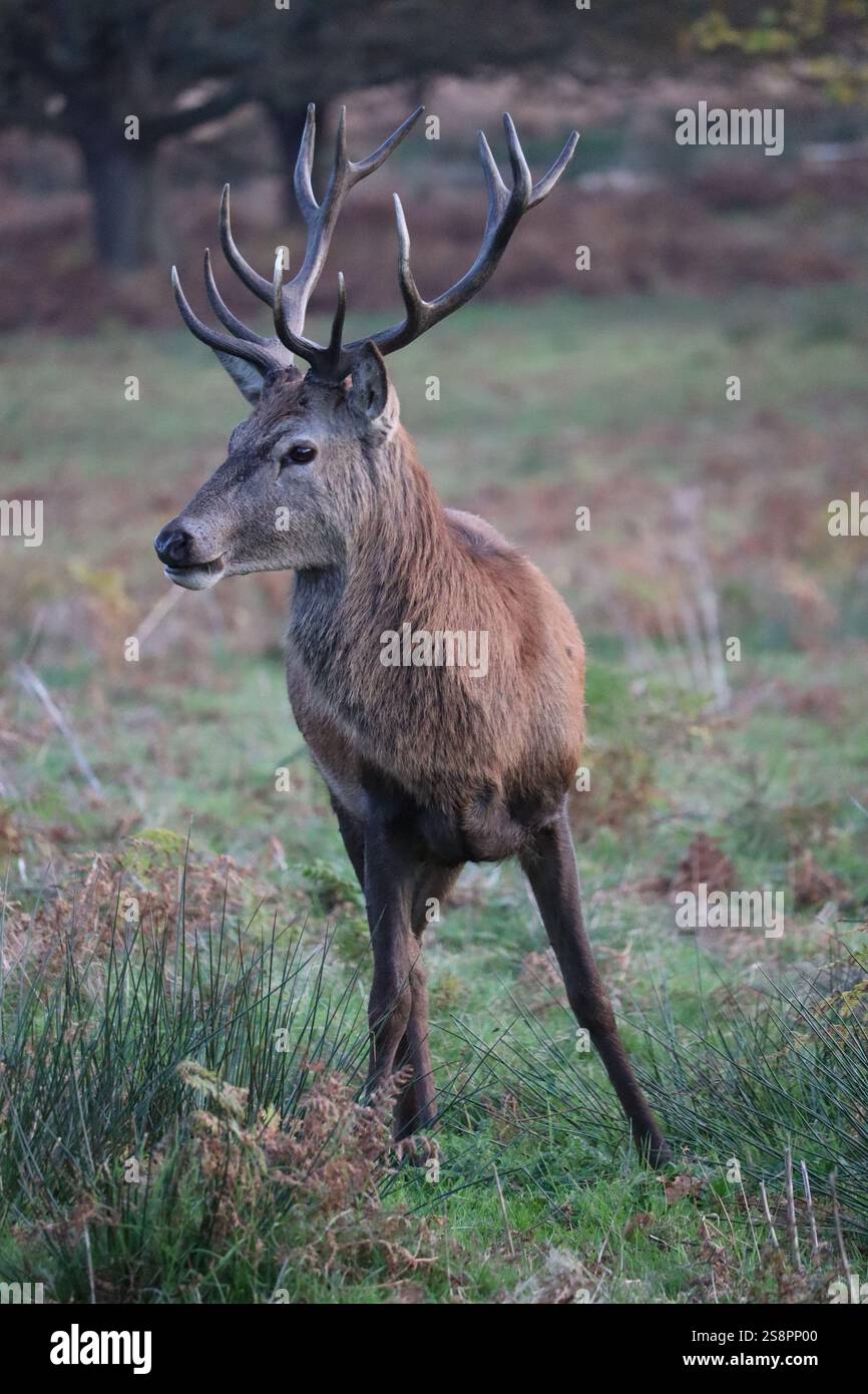 Rotwild im Spätherbst, weidet in der ruhigen Landschaft von Richmond Park, England, Vereinigtes Königreich Stockfoto