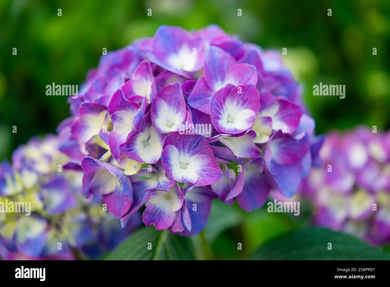 Hortensie 'Schwarze Johannisbeere Muffin' ein harter Sträucher mit großen lila Blumenköpfen Stockfoto