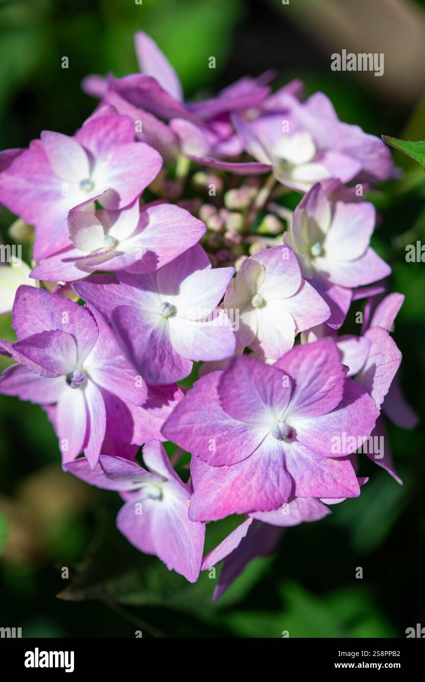 Grosser Blumenkopf eines harten Hortensie-Macrophylla-Strauchs Stockfoto