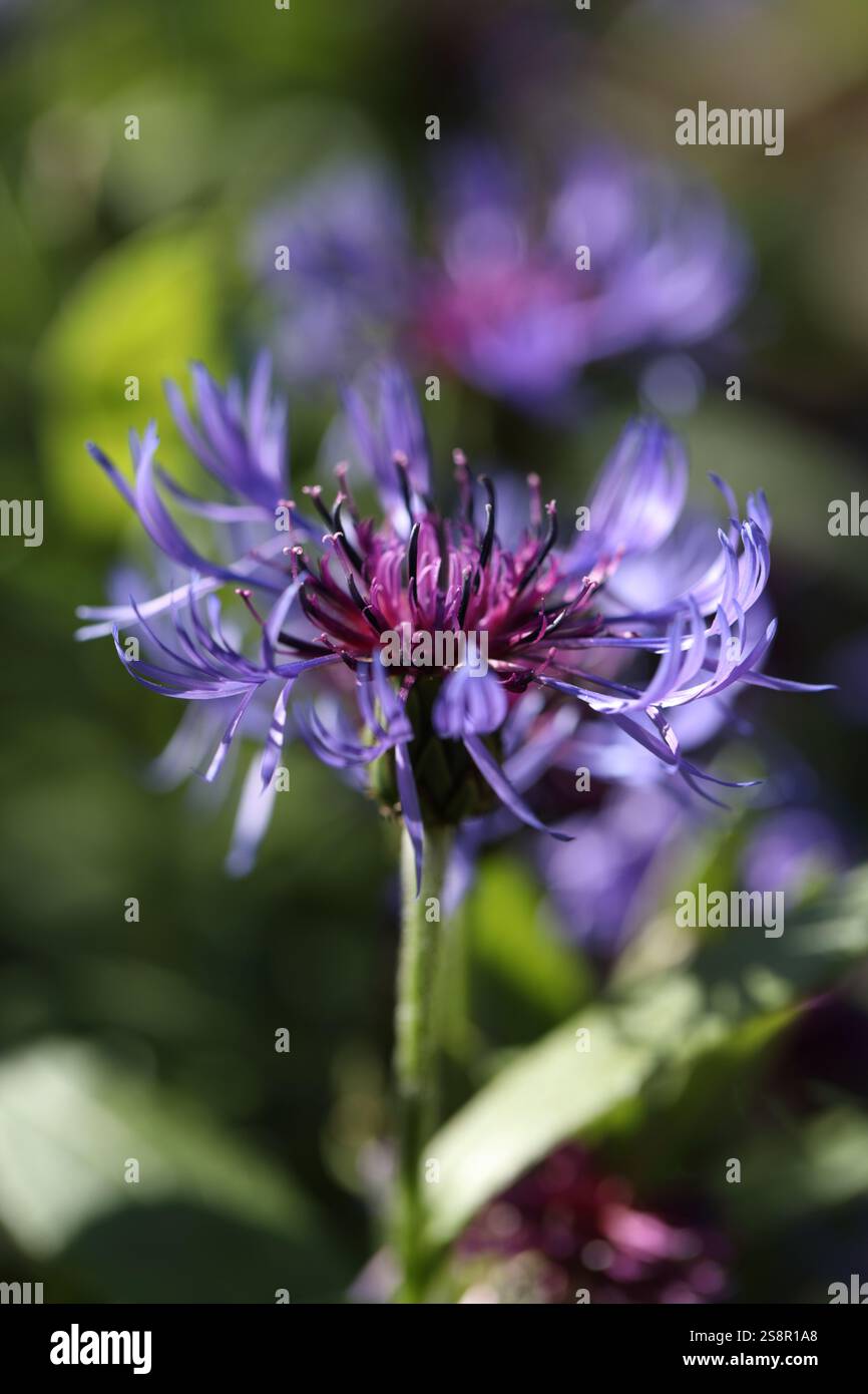 Kornblume, oder Junggesellenknopf, Centaurea Cyanus Blume in einer Gartennaht Stockfoto