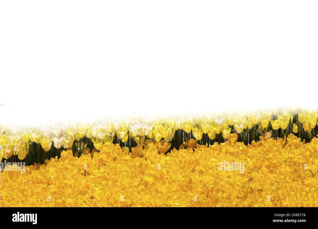 Frühlingsblumen Tulpen isoliert auf weißem Hintergrund. Kollektion mit blumenmuster Stockfoto