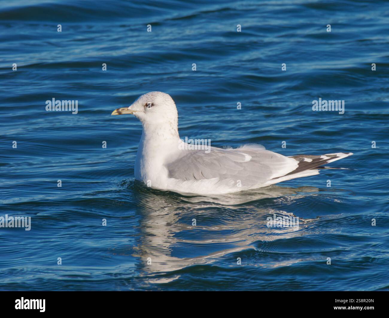 Common Gull on Water Larus canus Abberton Reservoir, Essex, UK BI044601 Stockfoto