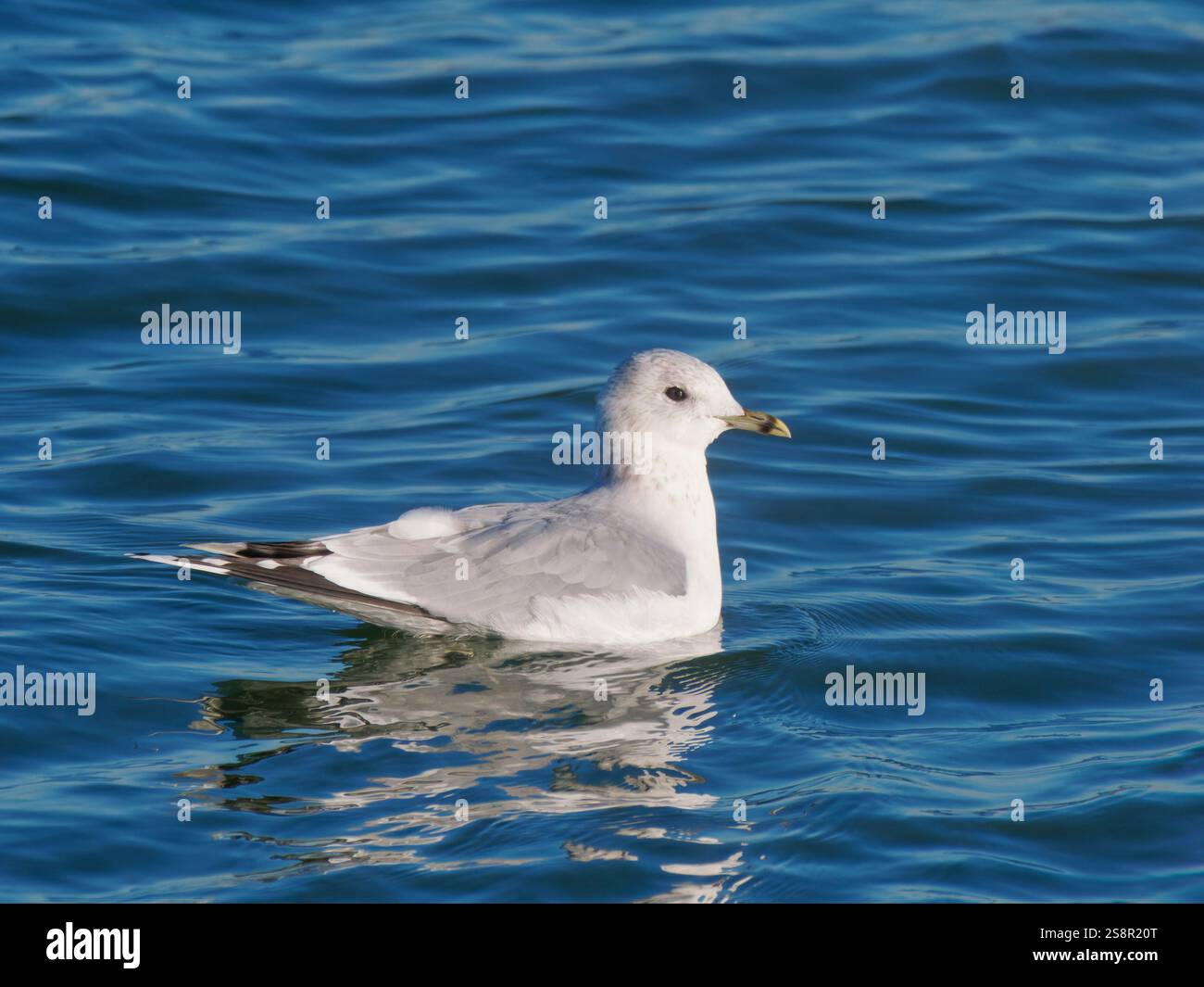 Common Gull on Water Larus canus Abberton Reservoir, Essex, UK BI044602 Stockfoto